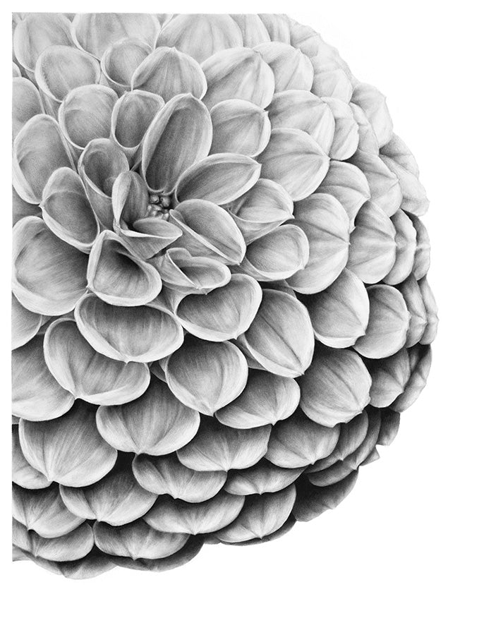 絵画　Dahlia Pink Dahlia watercolor Watercolour: Olga Koelsch | Artfinder