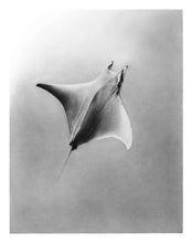 Load image into Gallery viewer, "Mobula" Limited Edition Giclée Fine Art Print