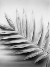 Load image into Gallery viewer, Original Drawing - "Palm"