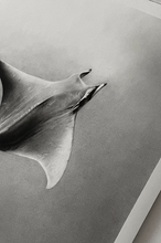 Load image into Gallery viewer, Original Drawing - "Mobula"