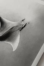 Load image into Gallery viewer, Original Drawing - &quot;Mobula&quot;
